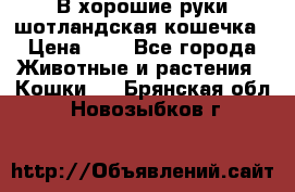 В хорошие руки шотландская кошечка › Цена ­ 7 - Все города Животные и растения » Кошки   . Брянская обл.,Новозыбков г.